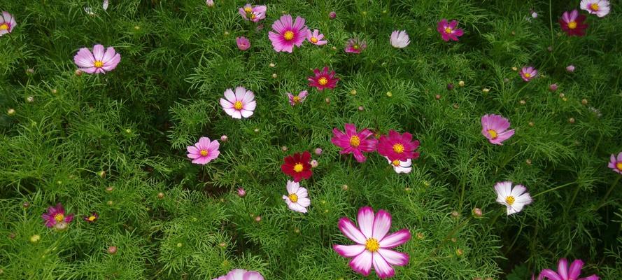 格桑花四季常开（探寻格桑花的神奇生命力）