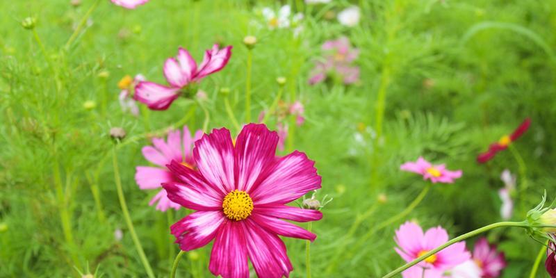 格桑花四季常开（探寻格桑花的神奇生命力）