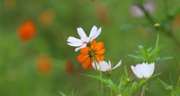 格桑花的开花时间及特点（一年开几次花）