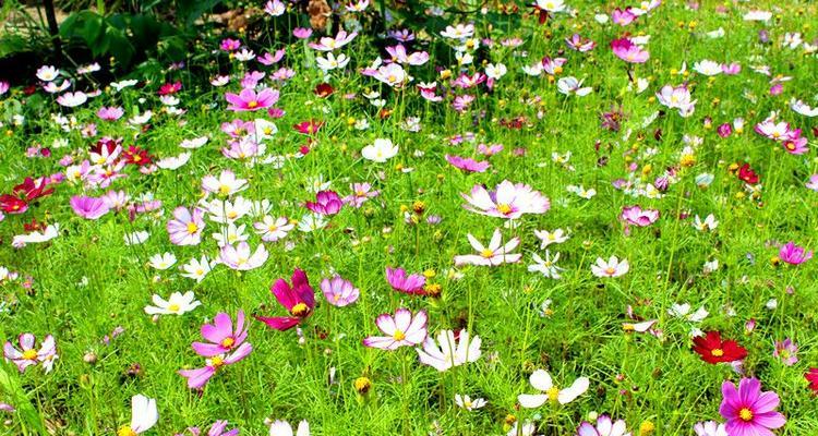 格桑花的开花时间及特点（一年开几次花）