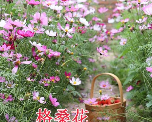 格桑花种子的种植方法（从选种到成活的详细介绍）