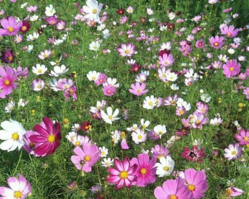 格桑花种子的种植方法（从选种到成活的详细介绍）