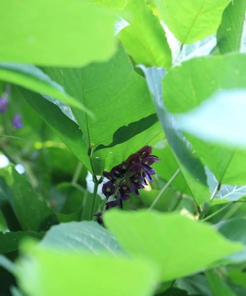 葛根开花结果的时间及特点（探究葛根开花结果的原因和影响）