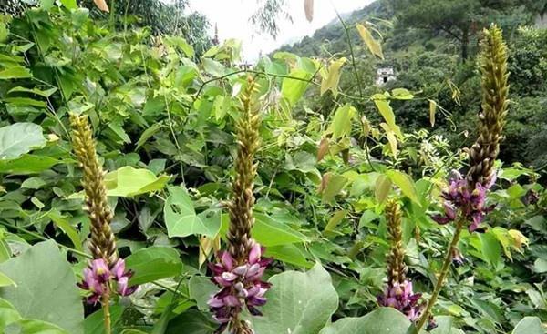 葛根种植指南（选择最佳季节）