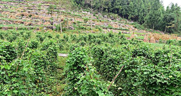 葛根种植指南（什么时候种植最好）