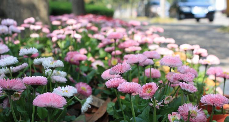 小雏菊花语的意义与传承（探索小雏菊的花语之美）