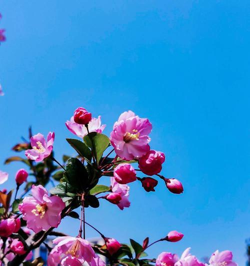 垂丝海棠花语（探索垂丝海棠花所蕴含的深刻寓意及其与爱情与生命的联系）