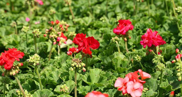 花开花谢（以代表毁灭与重生的花为主题的文章）