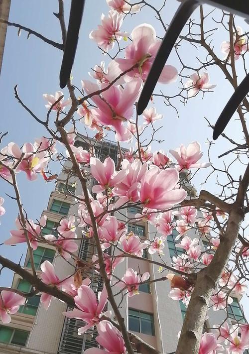 友情的花开在心间（以花为媒）