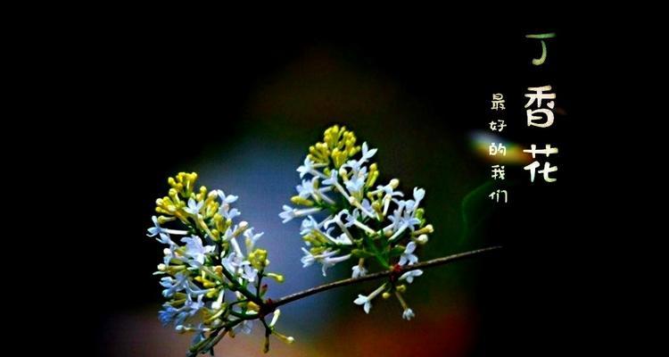 丁香花语（丁香花语的深刻内涵与生活寓意）