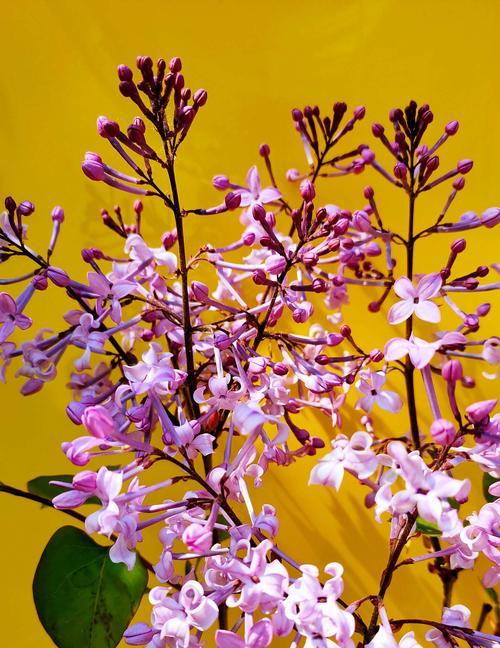 丁香花语（丁香花语的深刻内涵与生活寓意）