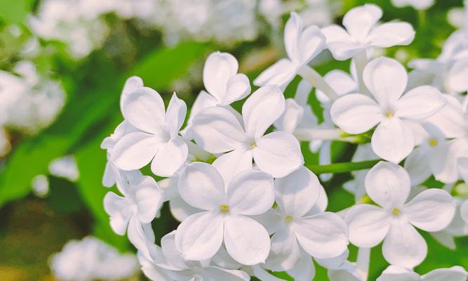 丁香花的花语与意义（探寻丁香花的深层含义）