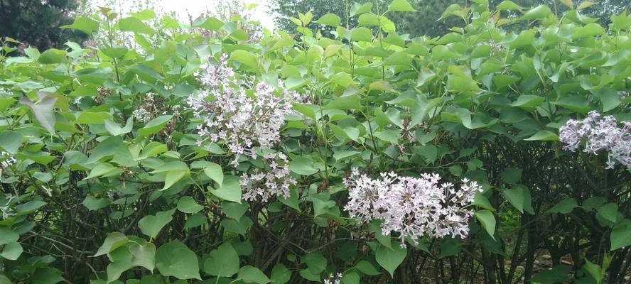 丁香花的花语与意义（探寻丁香花的深层含义）