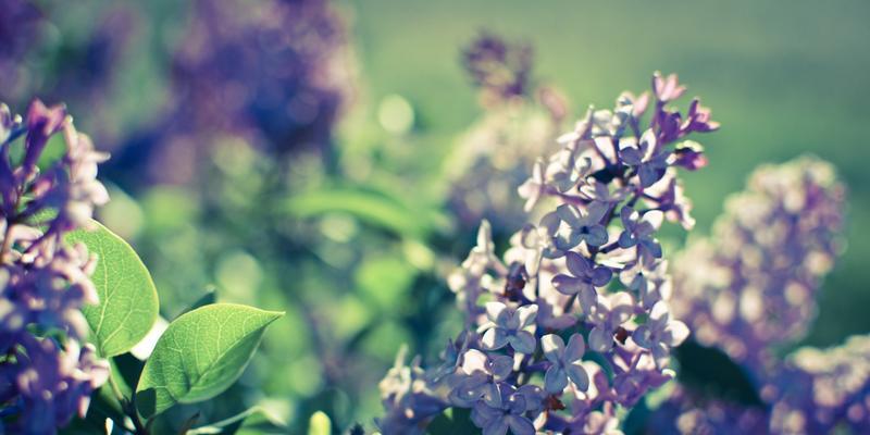 丁香花的花语与寓意（美丽的丁香花背后隐藏的情感与象征）