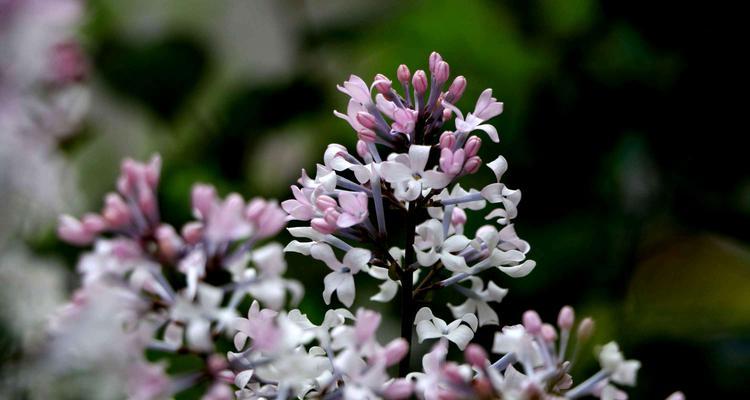 丁香花花语的深意与寓意（解读丁香花花语的四种含义）