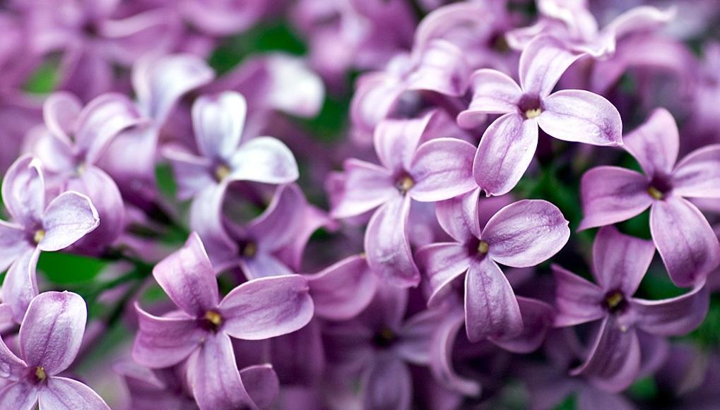 丁香花的花语与象征意义（探寻丁香花的寓意）