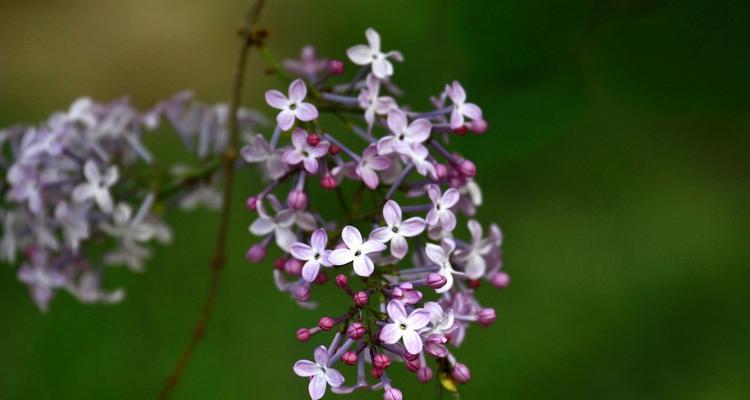 丁香花的寓意与意义（馨香如兰）