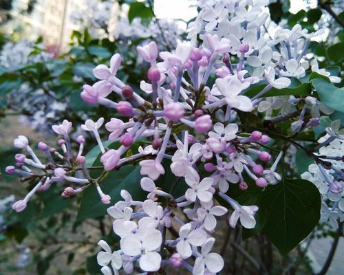 丁香花的寓意与意义（馨香如兰）