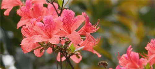 杜鹃花（探索杜鹃花的花语和寓意）