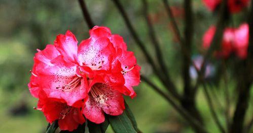 杜鹃花的花语与寓意（探秘杜鹃花的丰富内涵）