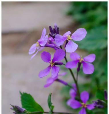 二月兰花语之花开寓意与美丽魅力（探寻二月兰的深意）