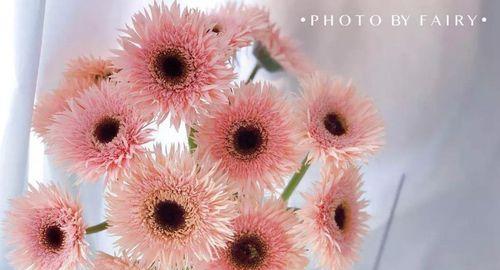 蓝色非洲菊花（非洲菊花的寓意与种植方法）