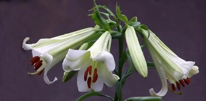 花开寓意，百合花语的传承与表达（用百合花语传递情感）