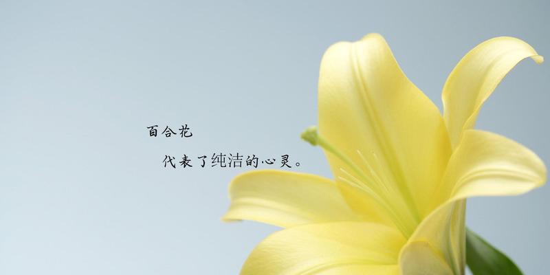 花开寓意，百合花语的传承与表达（用百合花语传递情感）