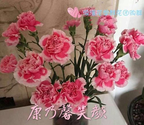 粉色康乃馨的花语（传递爱与关怀的花朵）