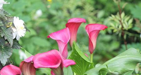 粉色马蹄莲的花语——爱的陪伴（用粉色马蹄莲的花语）