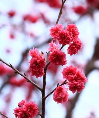 樱花盛放，传递爱与希望的粉色花语（粉色樱花）