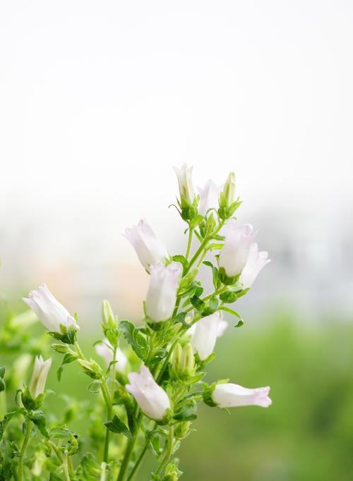 风铃草的代表意义（传递希望与坚韧的花朵）