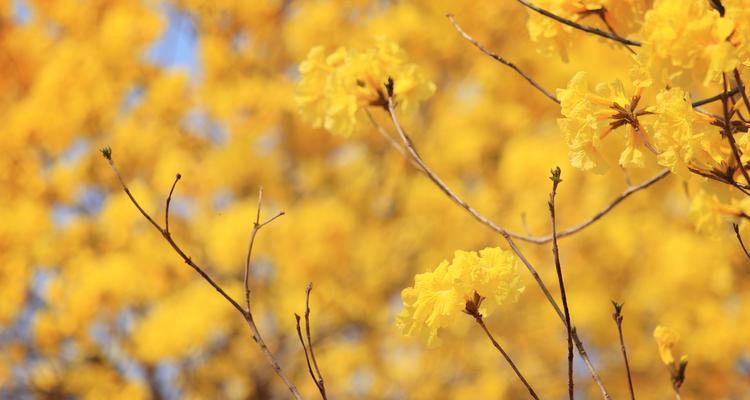 缤纷风铃花的花语（不同颜色风铃花的含义与象征）