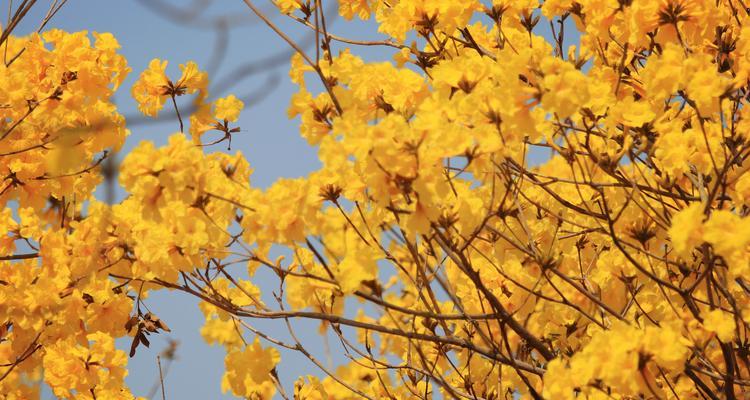 缤纷风铃花的花语（不同颜色风铃花的含义与象征）