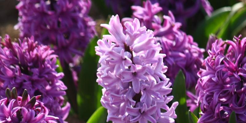 风信子的花语象征与寓意（馨香满溢的爱意——风信子的花语）