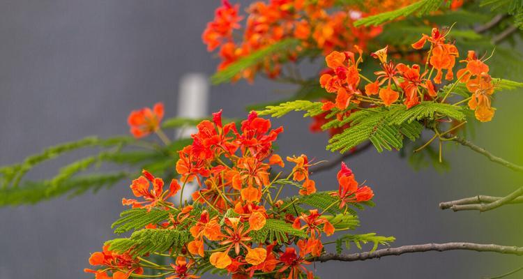 凤凰花（凤凰花的美丽与坚韧）