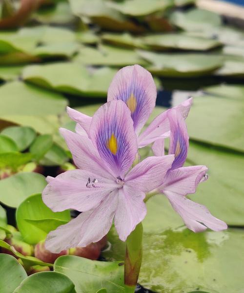 凤眼莲花语与寓意（探寻凤眼莲花的美丽与深意）