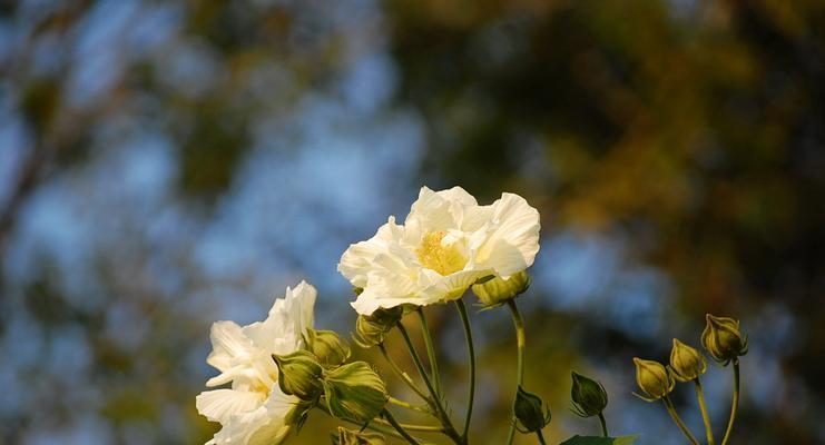 芙蓉花（沉思与坚守）