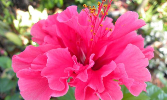 芙蓉花的花语与寓意（探索芙蓉花的深层内涵与象征意义）