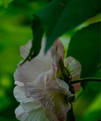 芙蓉花（探寻芙蓉花的花语与代表意义）