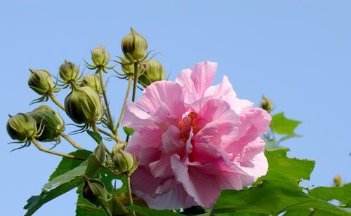 芙蓉花之美与象征（探索芙蓉花在文化和自然中的独特象征意义）