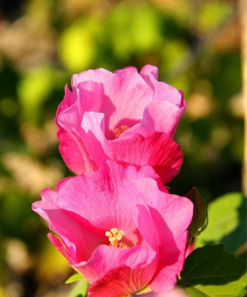 木芙蓉之美——木芙蓉花语的意义（探索木芙蓉的花语）