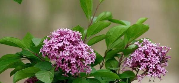 芙蓉树花语（美丽与希望的象征）