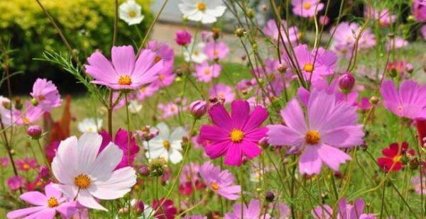 格桑花（格桑花的花语与生命哲学）