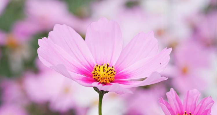 格桑花花语（探寻格桑花的花语）