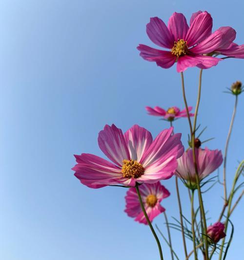 格桑花花语（探寻格桑花的花语）