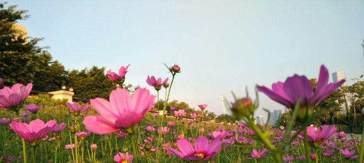 格桑花花语（格桑花花语的寓意与象征解读）