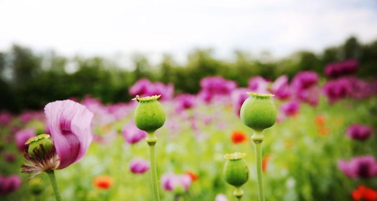 罂粟花的花语（探寻罂粟花的花语与意义）