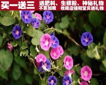 矮牵牛种子怎么种植？种植矮牵牛种子的正确步骤是什么？