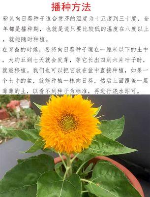 矮向日葵开花周期是多久？如何促进其开花？